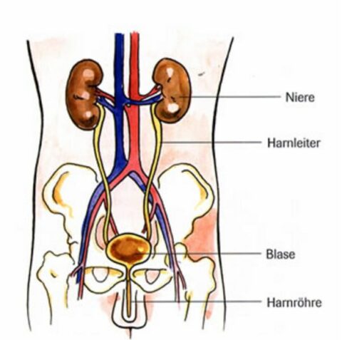Nieren- und Harnwegsinfektionen - Urologische Stiftung Gesundheit