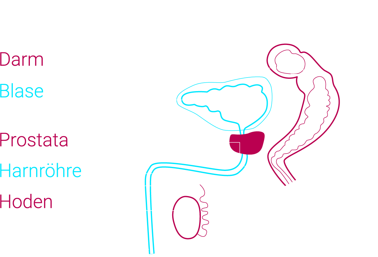 Prostata Der Wunde Punkt Des Mannes Urologische Stiftung Gesundheit 7498