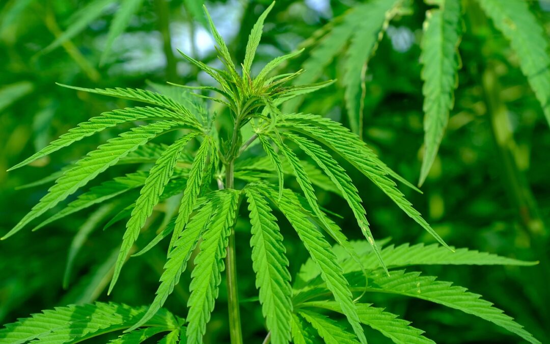 Cannabiskonsum